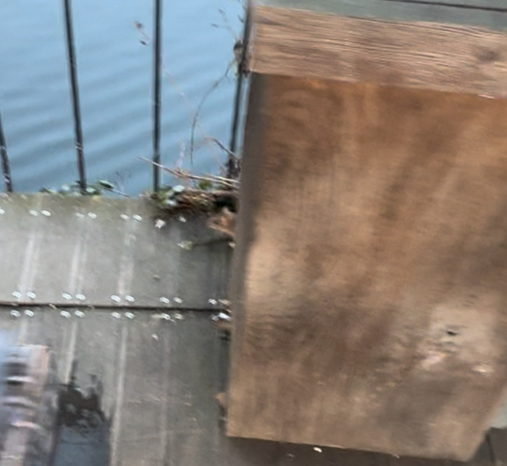 Miši in podgane v Čolnarni Tivoli. (Foto: Andrej Maglica)