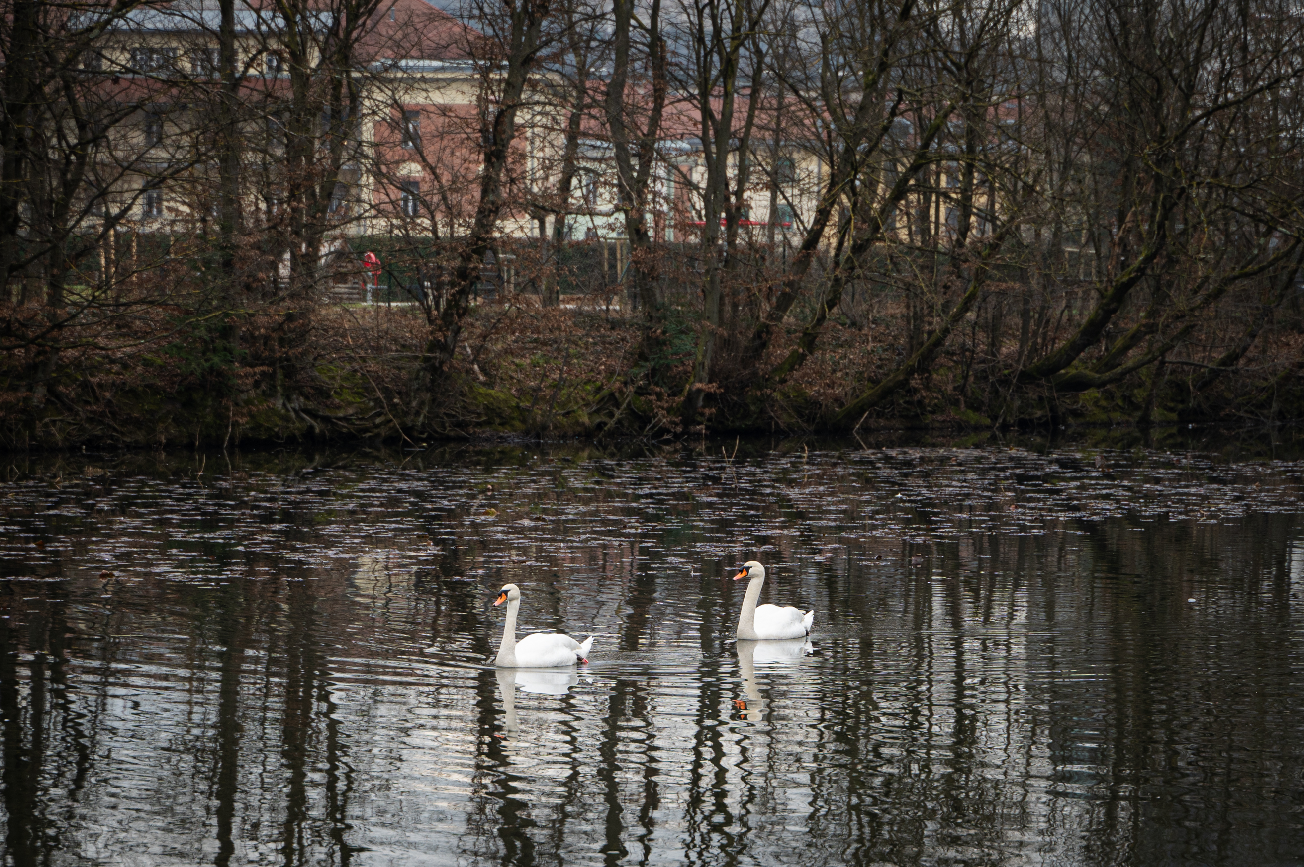 labod, tivoli, tivolski ribnik