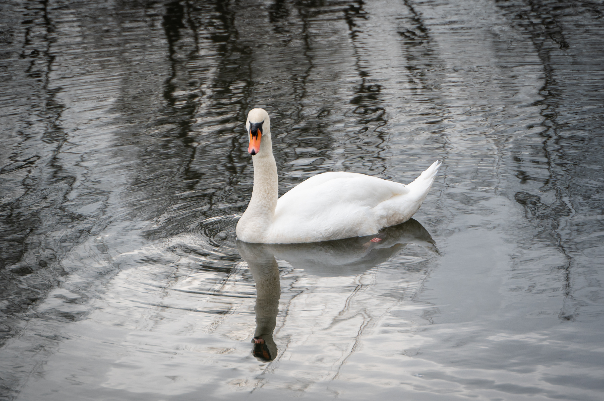 labod, tivoli, tivolski ribnik