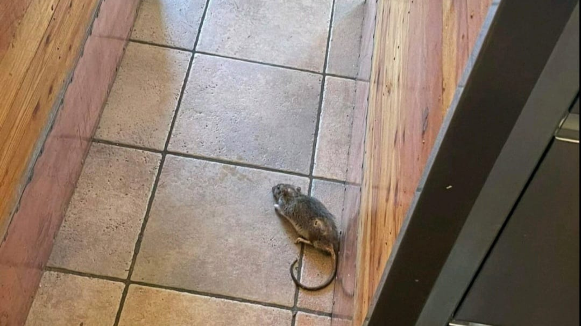 tivoli, čolnarna tivoli, tivolski ribnik