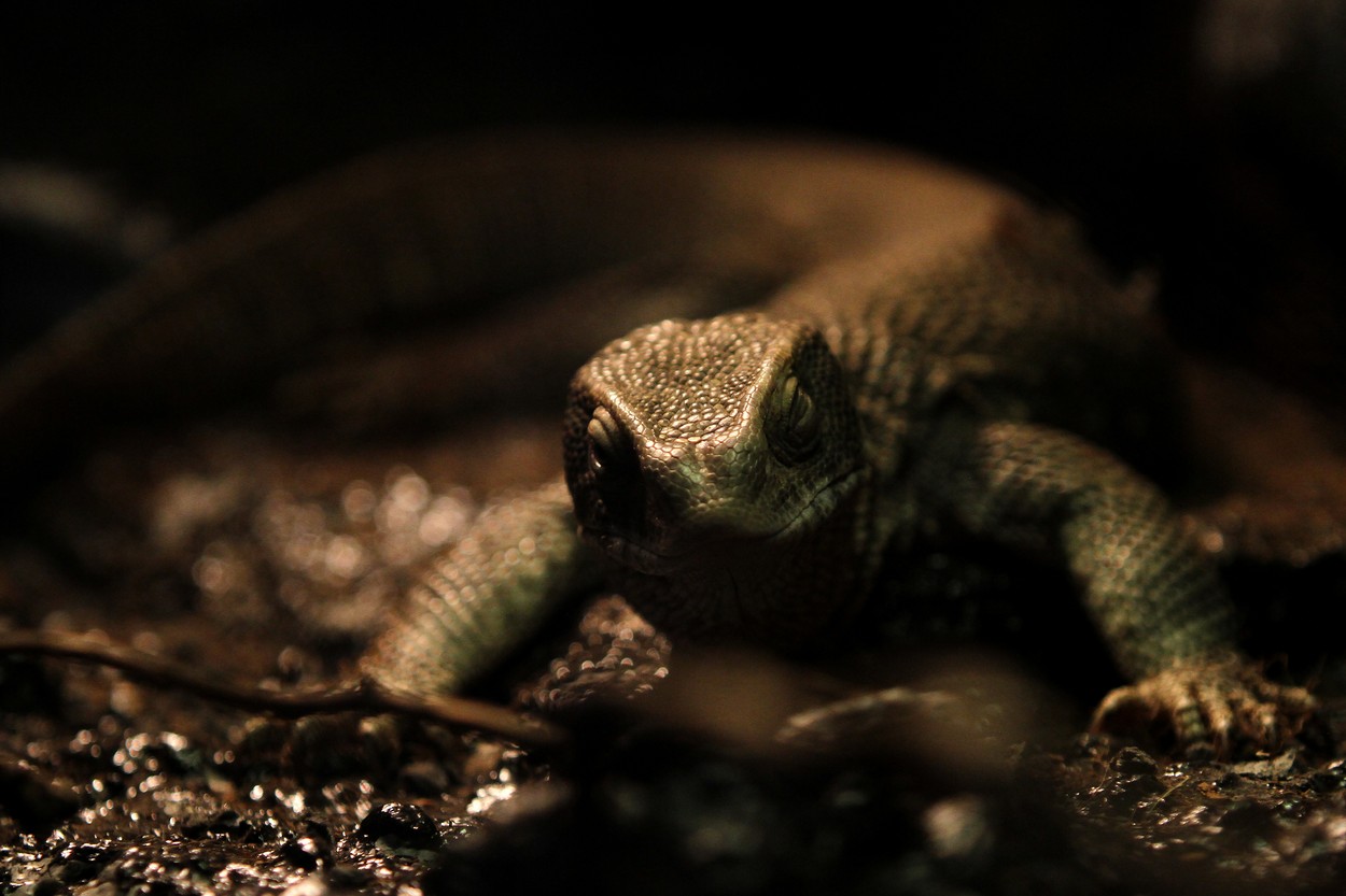 kuščarji, plazilci