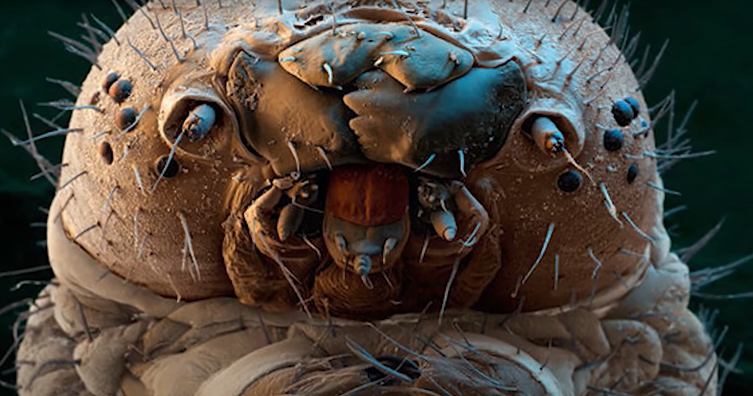 Mite Foto Zajem zaslona YOUTUBE