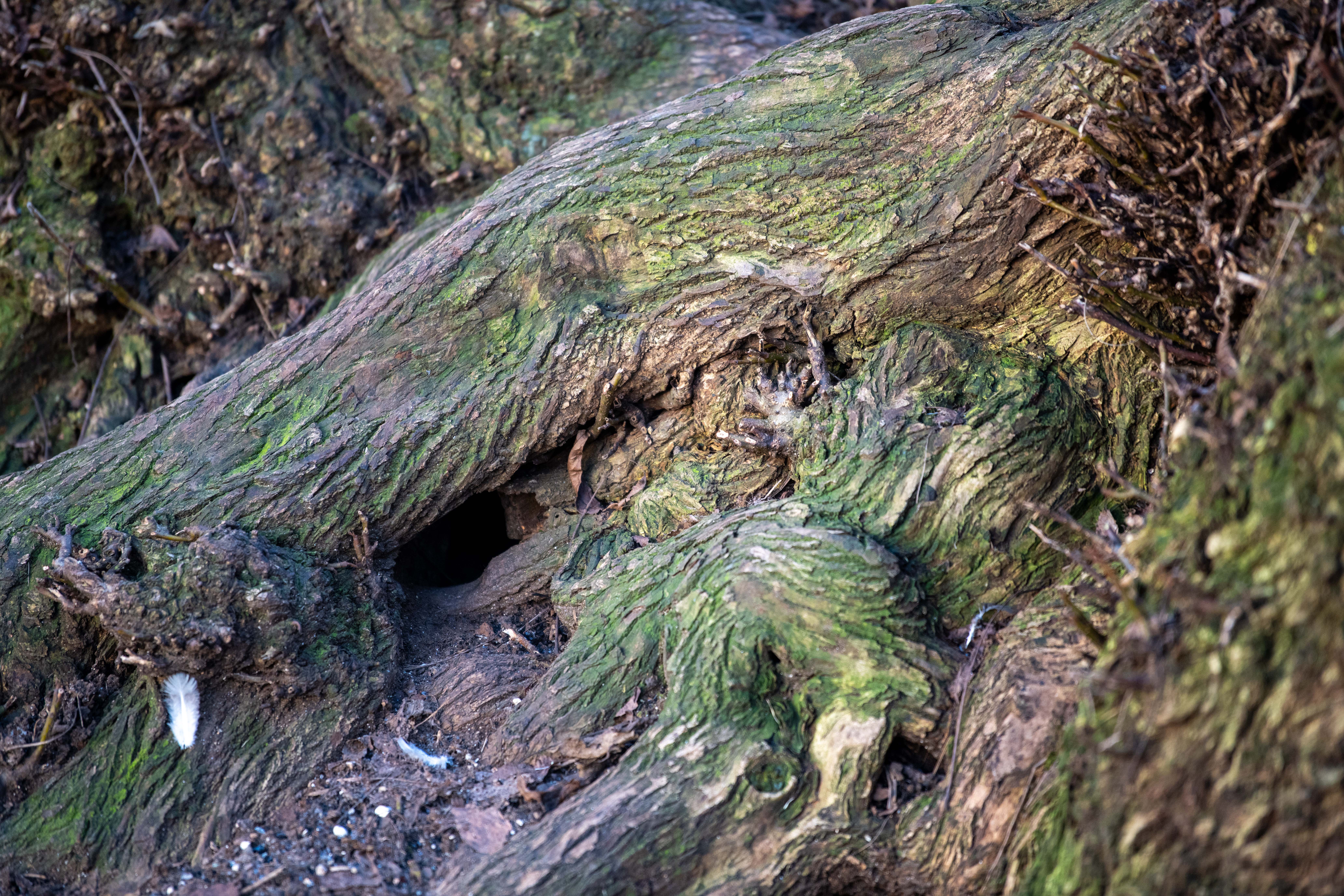 Podgane v Miklošičevem parku. (Foto: Denis Sadiković)