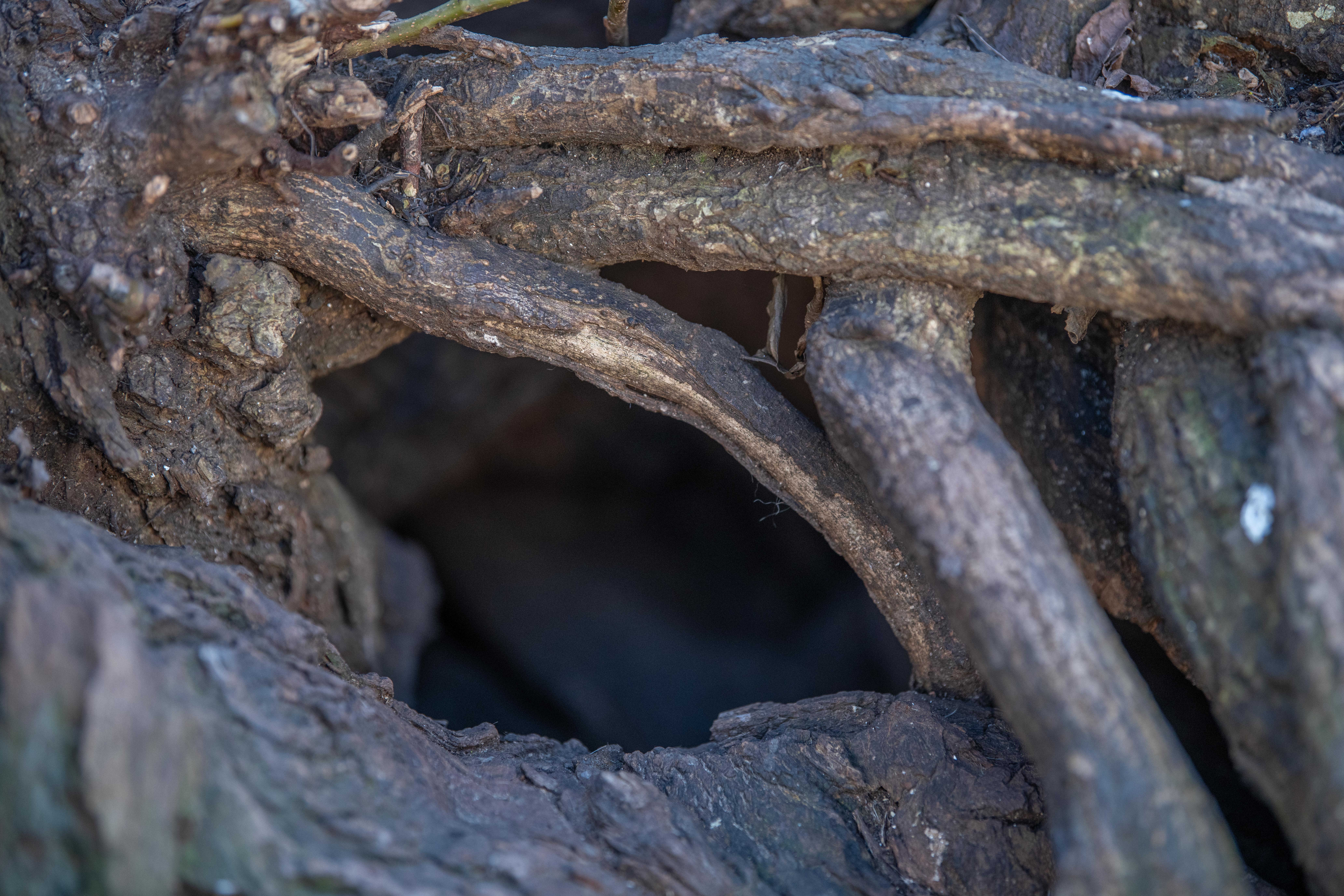 Podgane v Miklošičevem parku. (Foto: Denis Sadiković)