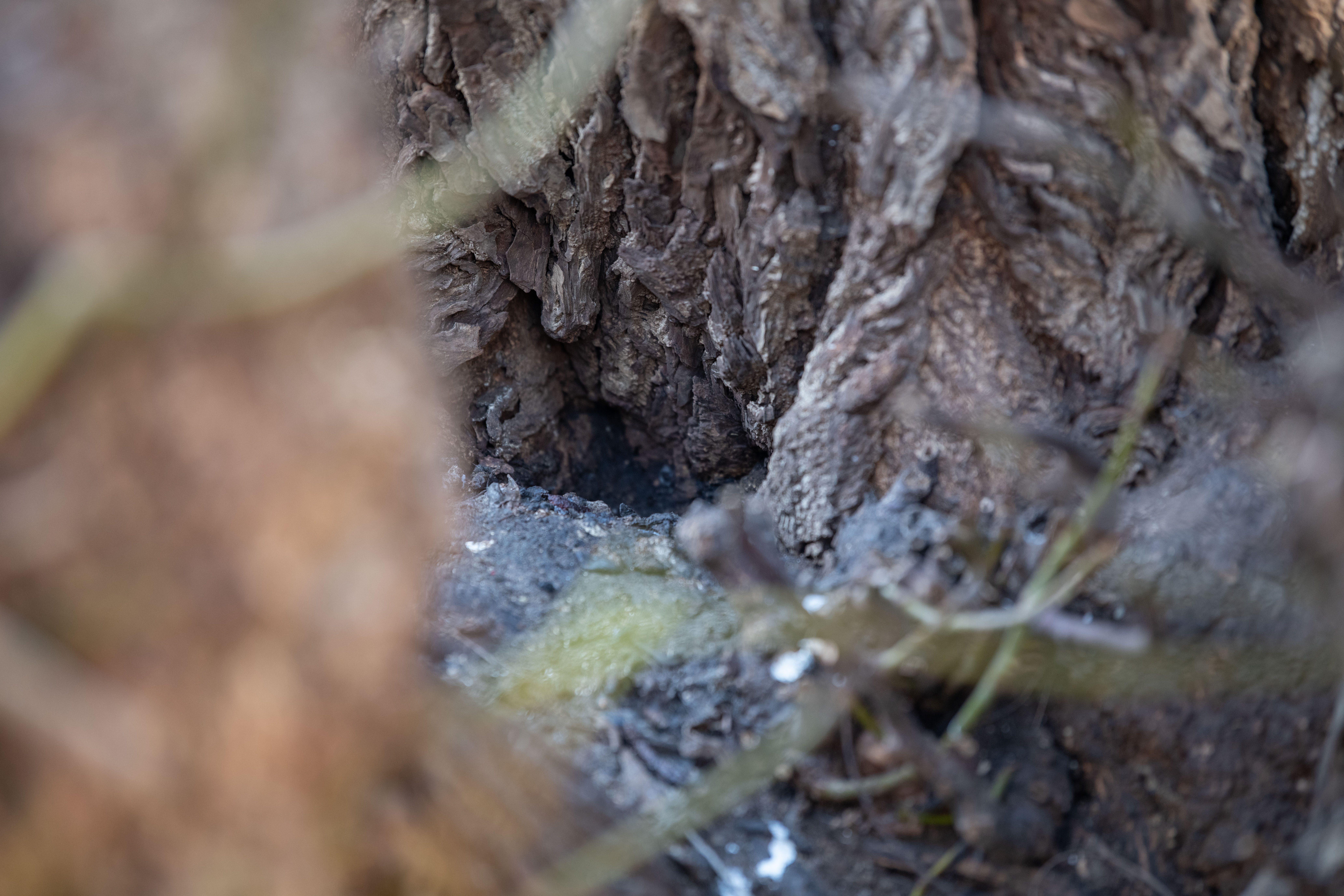Podgane v Miklošičevem parku. (Foto: Denis Sadiković)