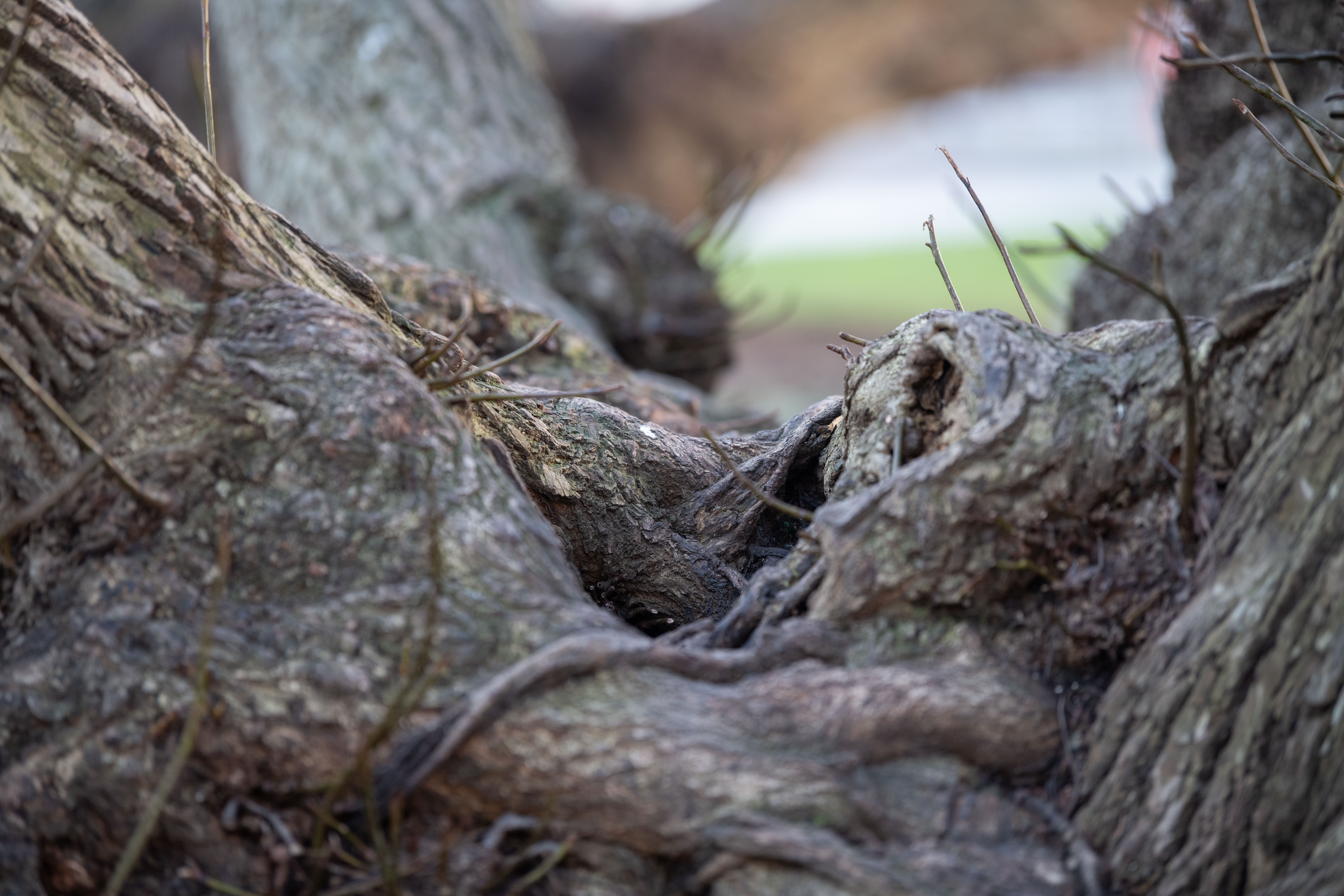 podgane, miklošičev park, ljubljana