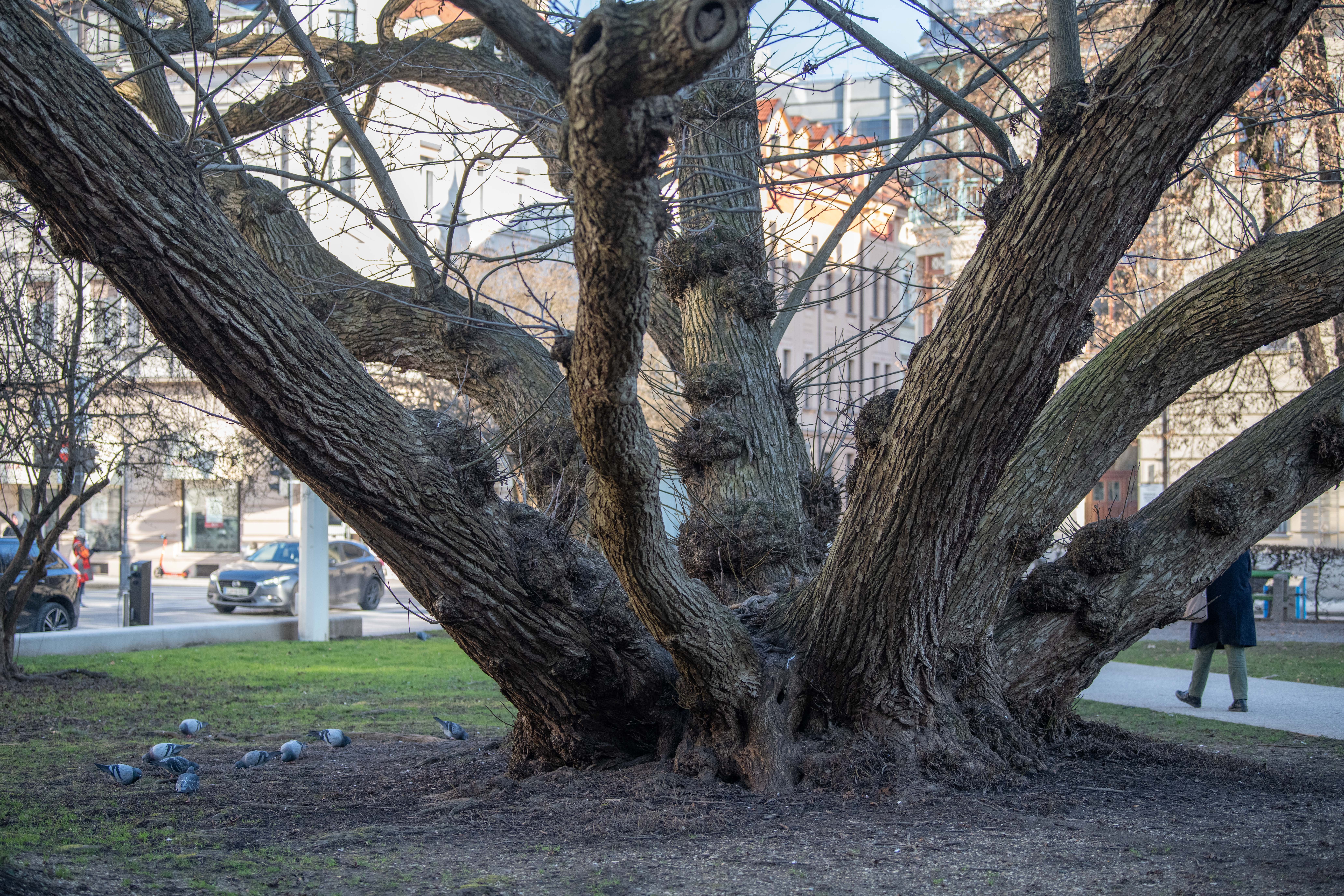 podgane, miklošičev park, ljubljana