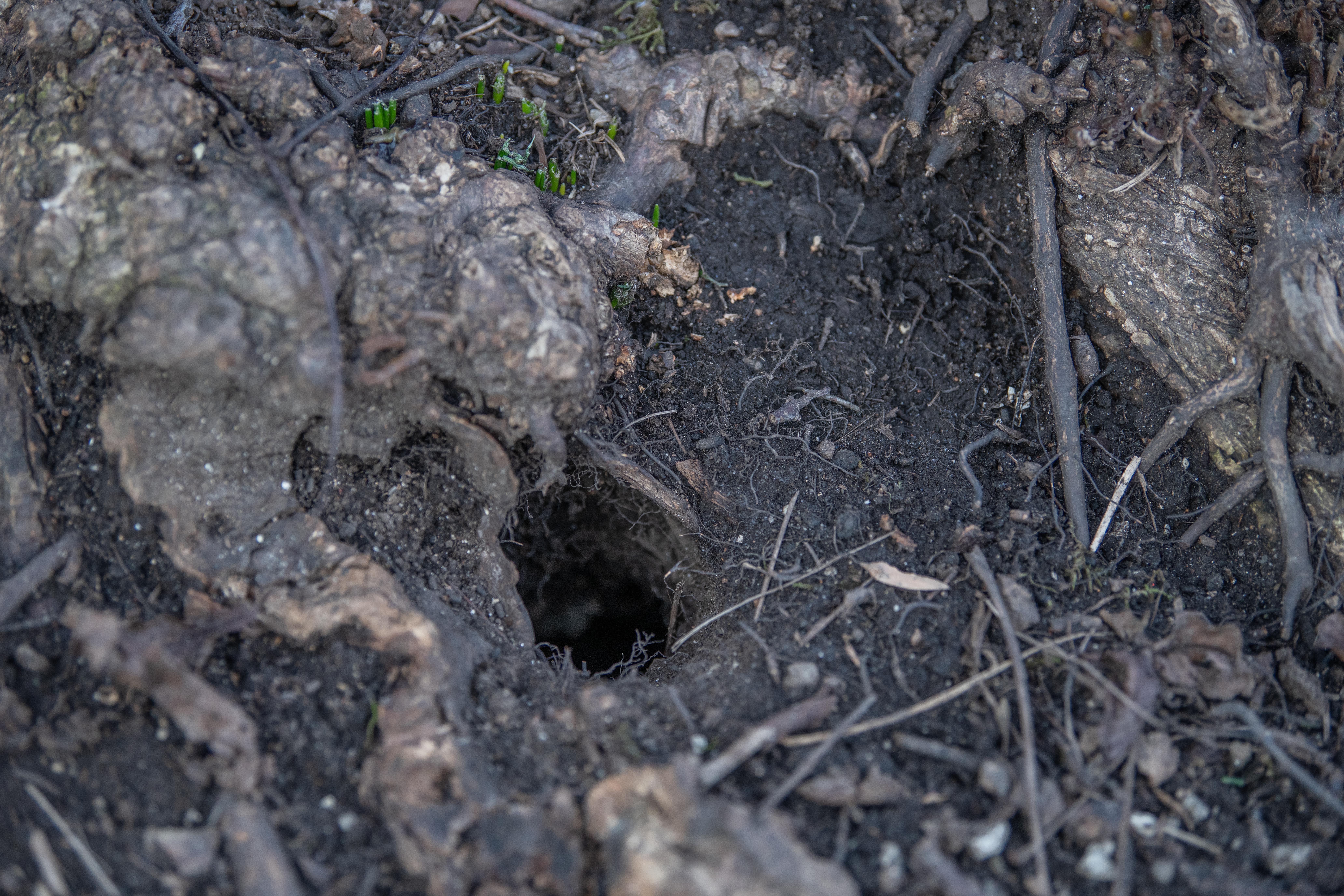 podgane, miklošičev park, ljubljana