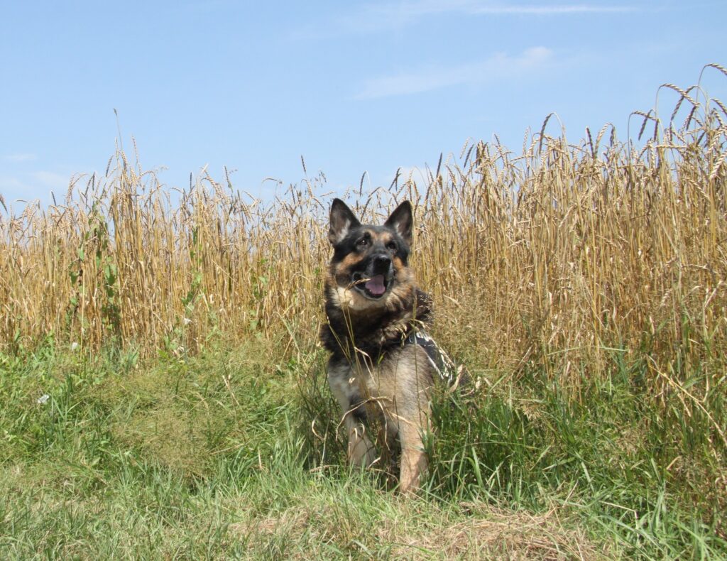Fotografija iz arhiva. (Foto: Policijska uprava Novo mesto)/FACEBOOK