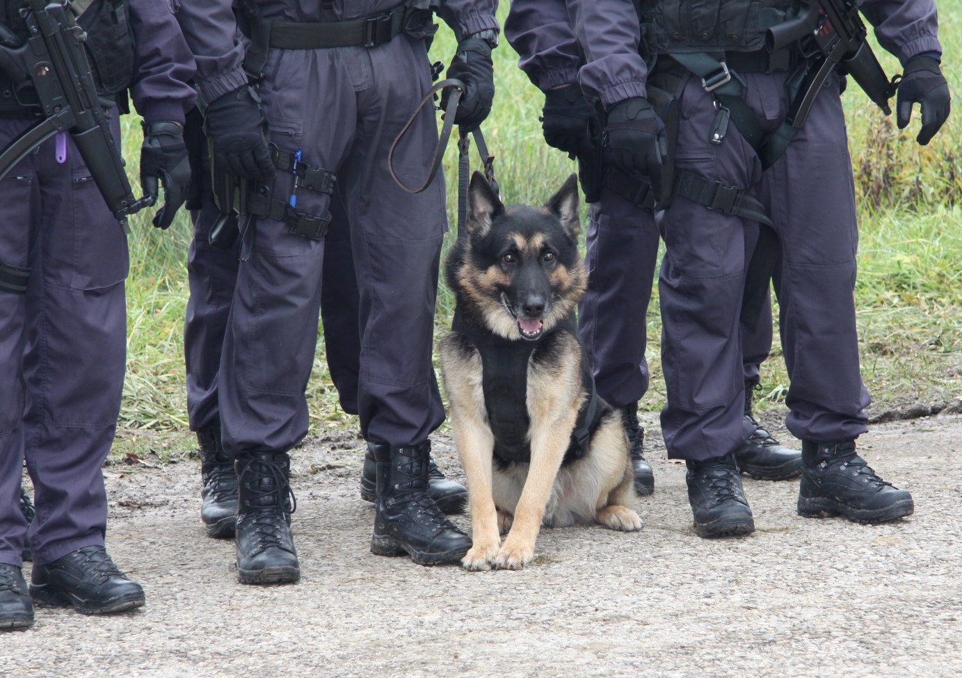 naras policijski pes