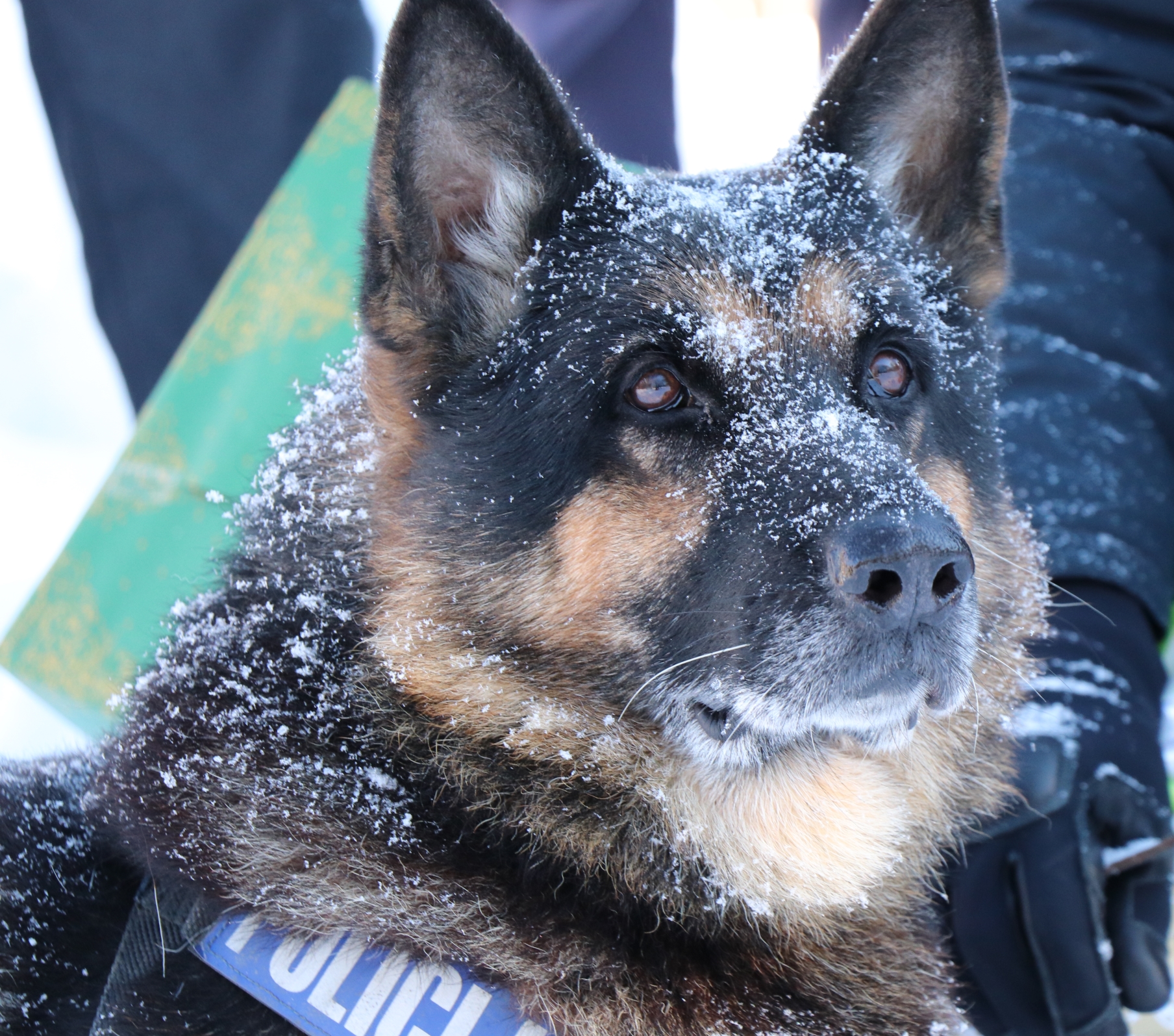 naras policijski pes