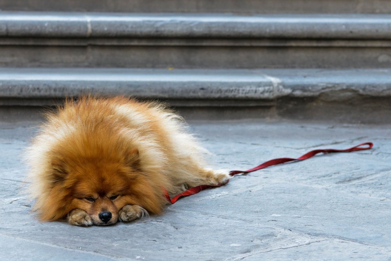 Pomeranian dog, Florence, Italy