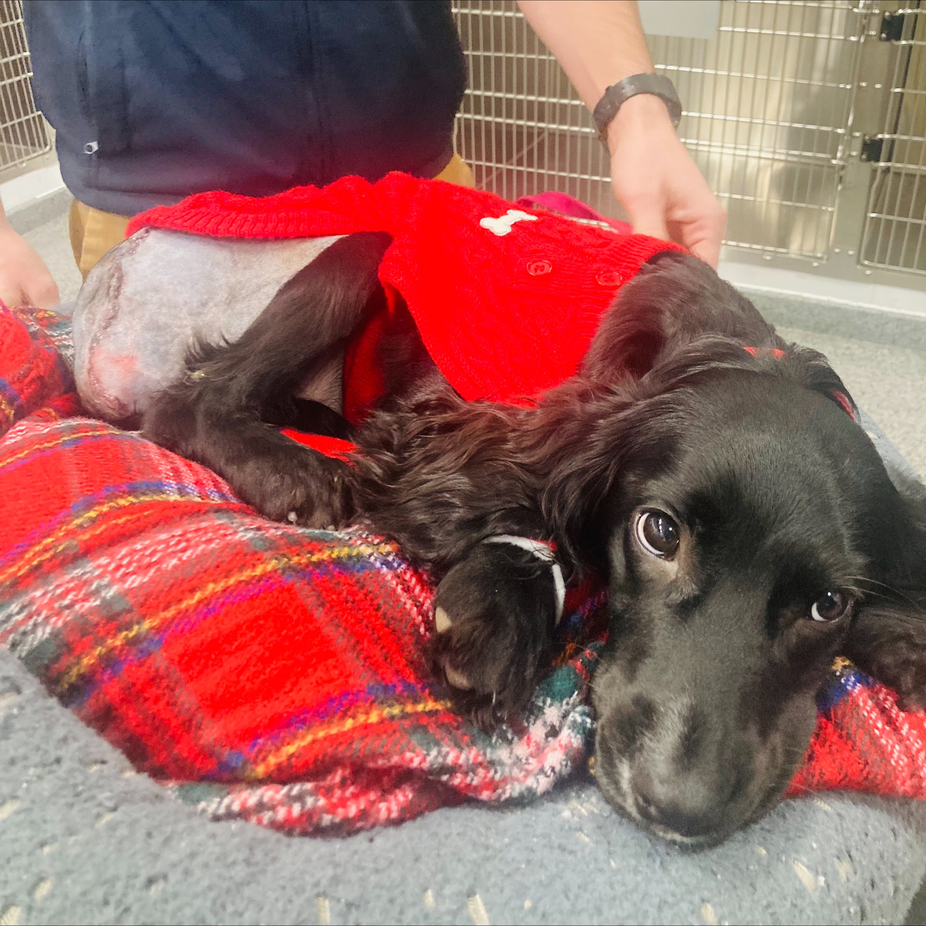 Foto: GREENACRES RESCUE