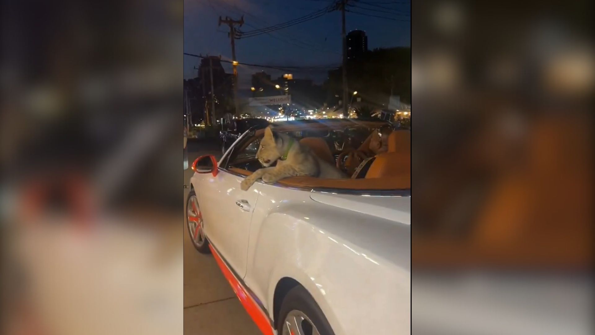 Na Tajskem zaradi prevoza leva v kabrioletu aretirali žensko