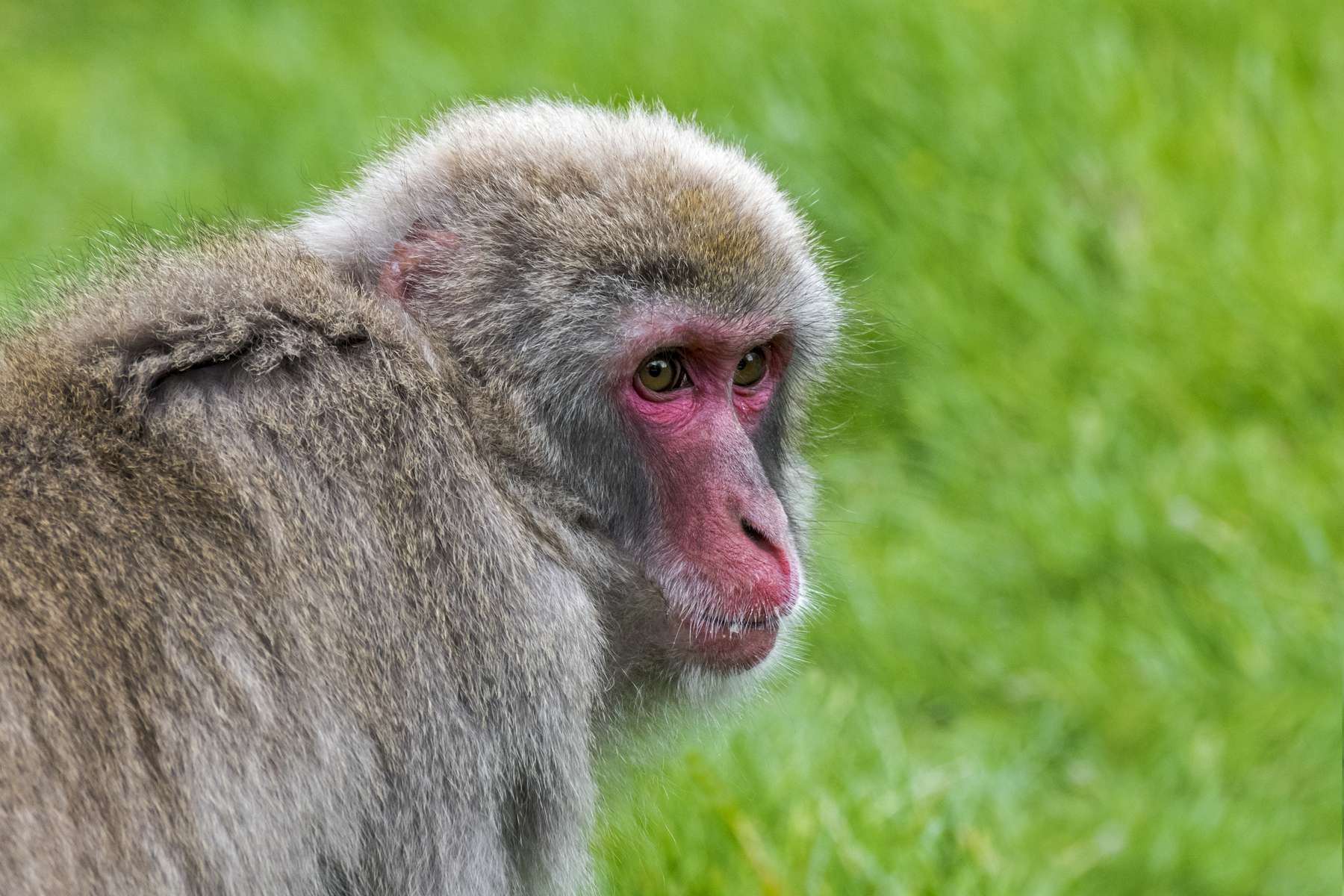 opica, rdečelični makak