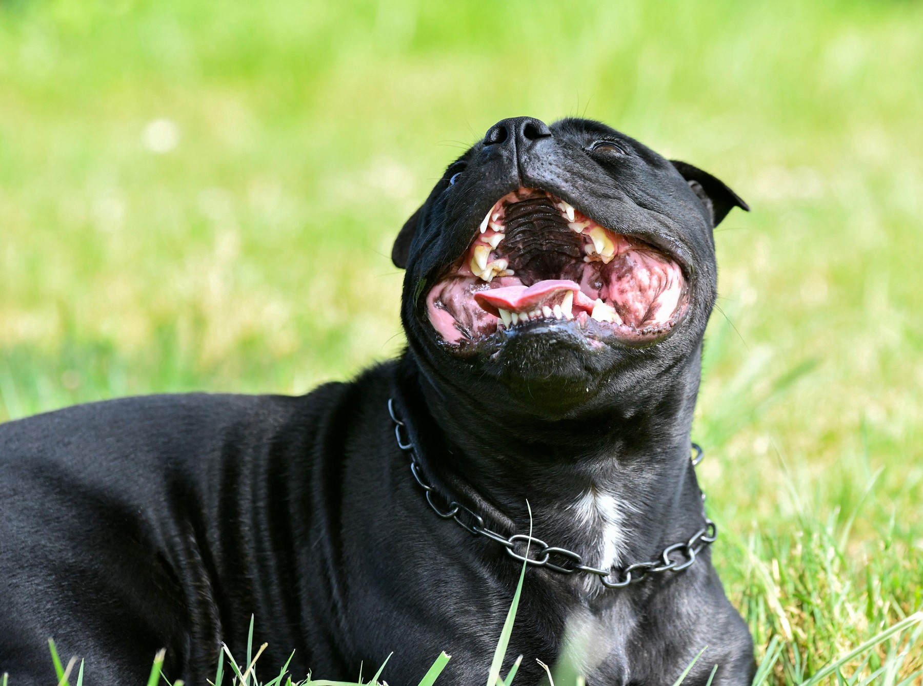pes, ameriški staffordshirski terrier