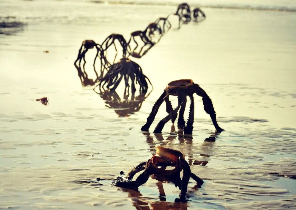 aloe vera, navadna aloja, Južna Afrika