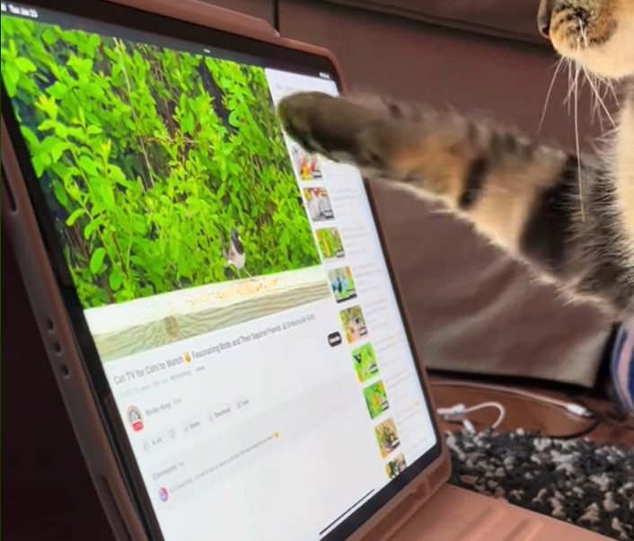 mačka, ipad, TikTok
