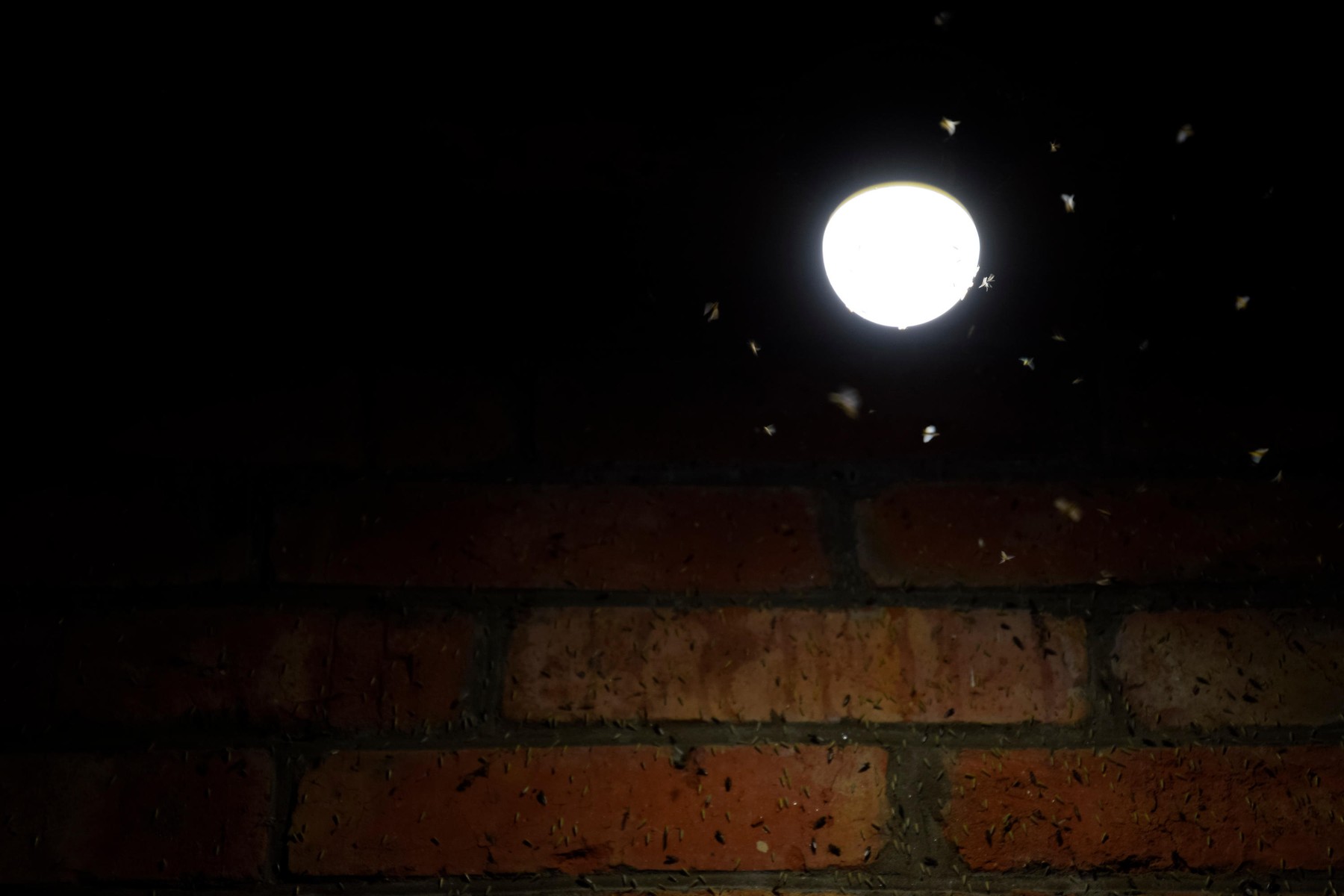 žuželke okoli vira svetlobe