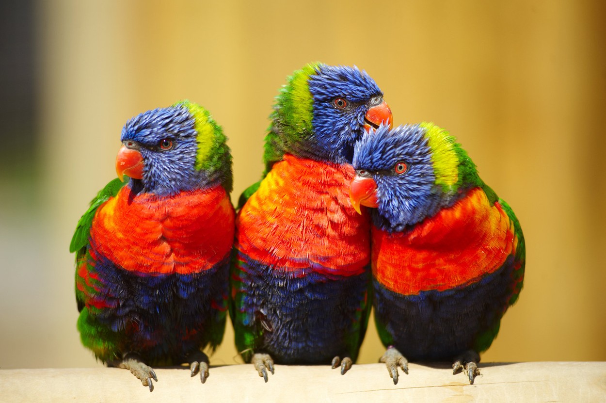 mavrični lori, papiga, papagaj, Avstraliija