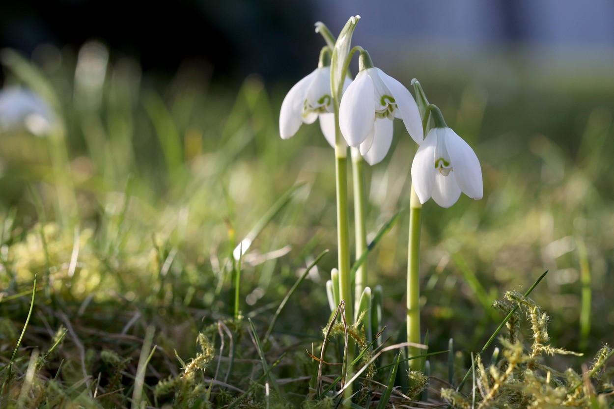 Pomlad, zvončki, toplo vreme