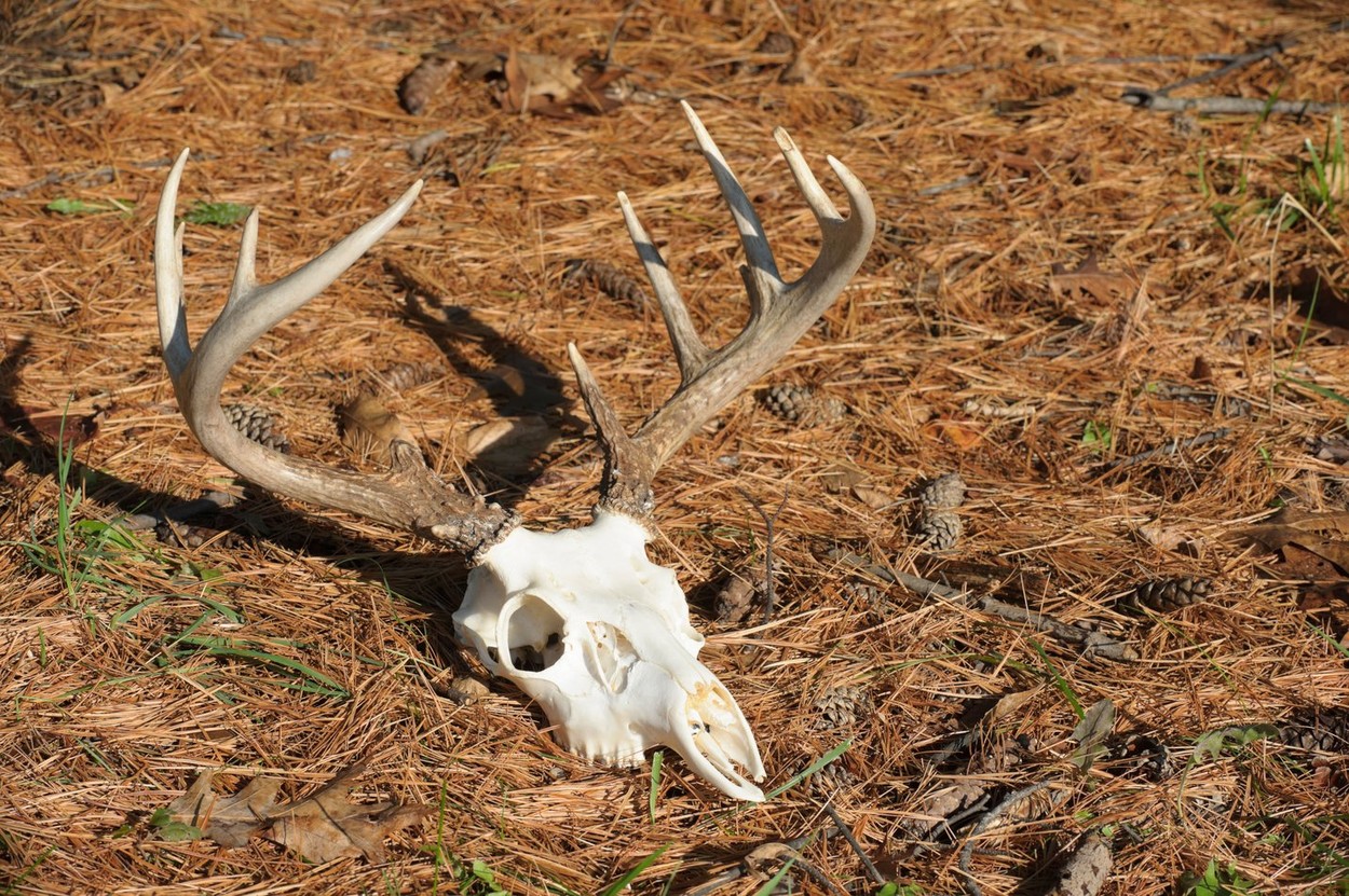 jelenova lobanja jelena