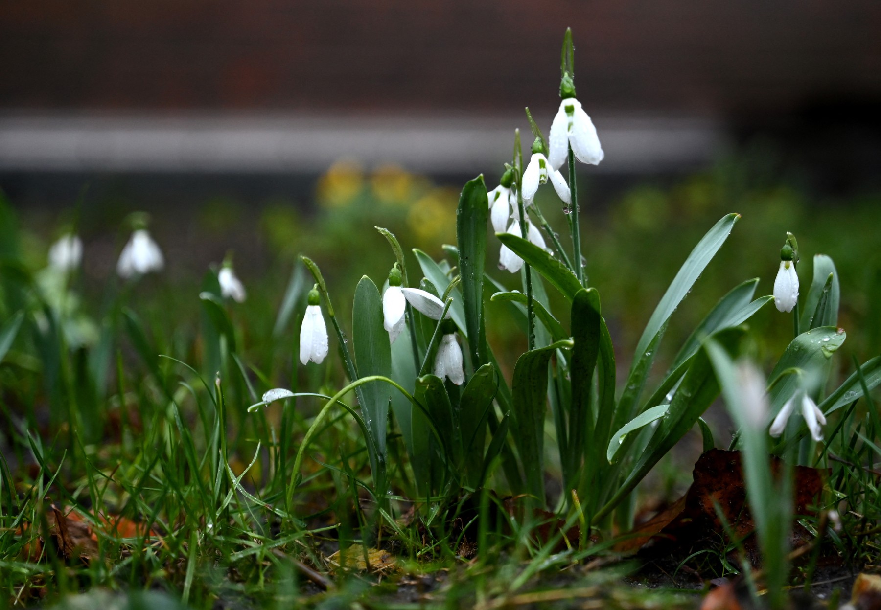 vreme, arso, pomlad, dež, zvončki
