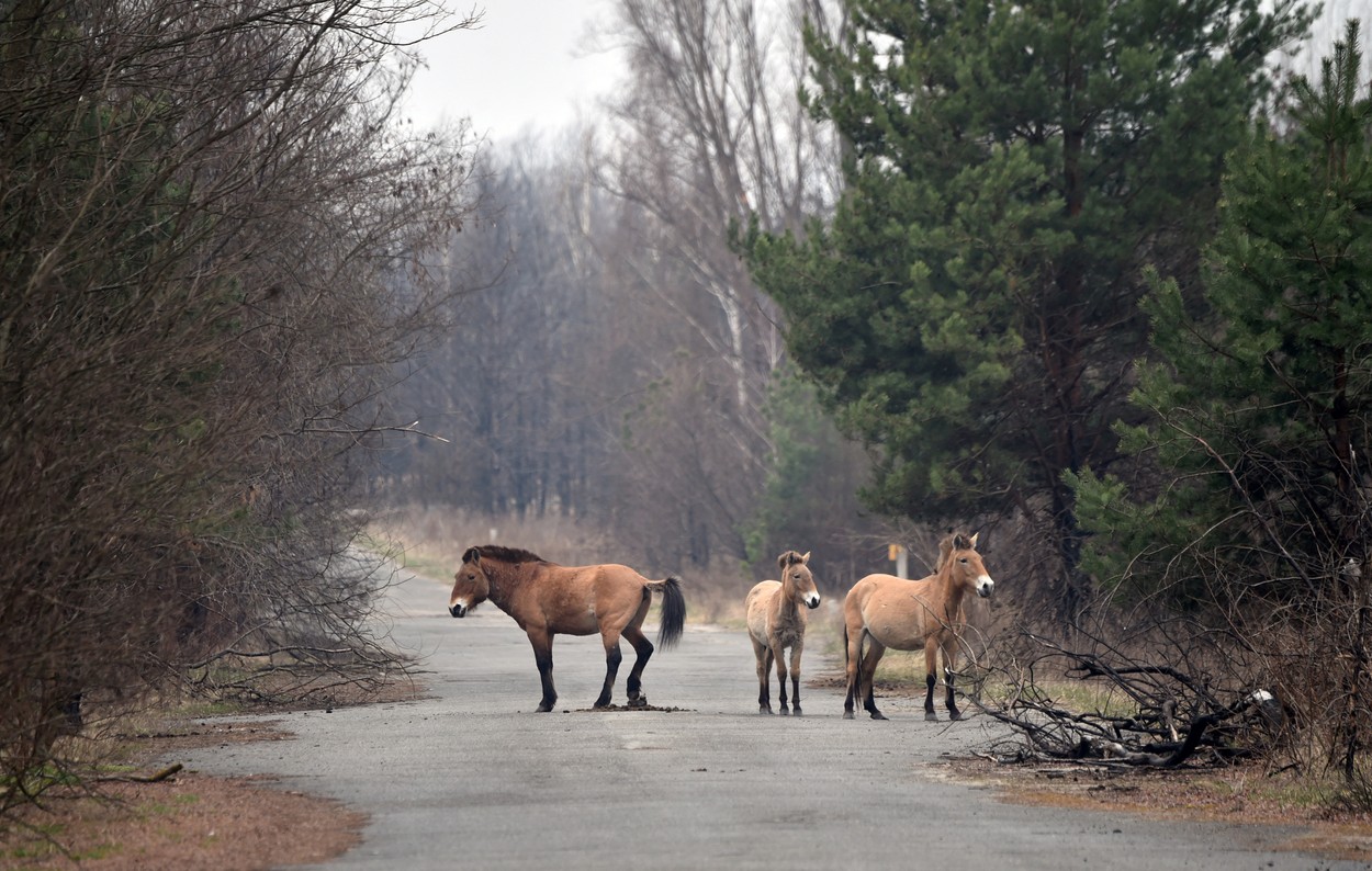 černobil, jedrska nesreča, zaprto območje, živali