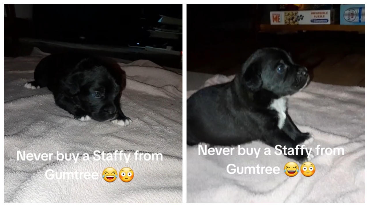 pes, spletni oglasnik