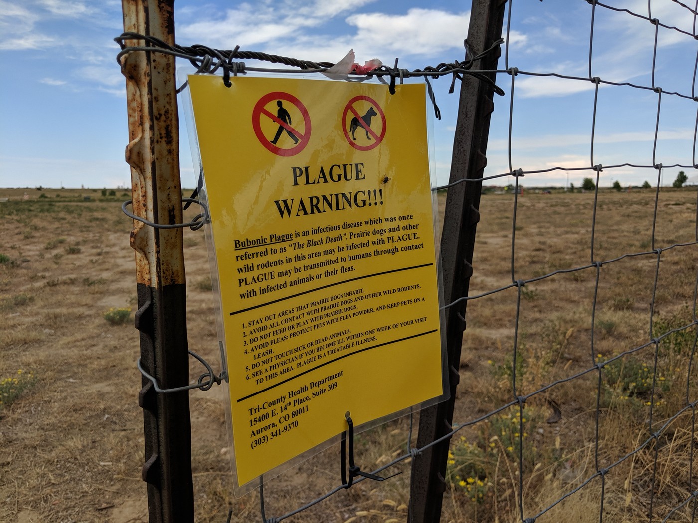 kuga, bubonska kuga, zda