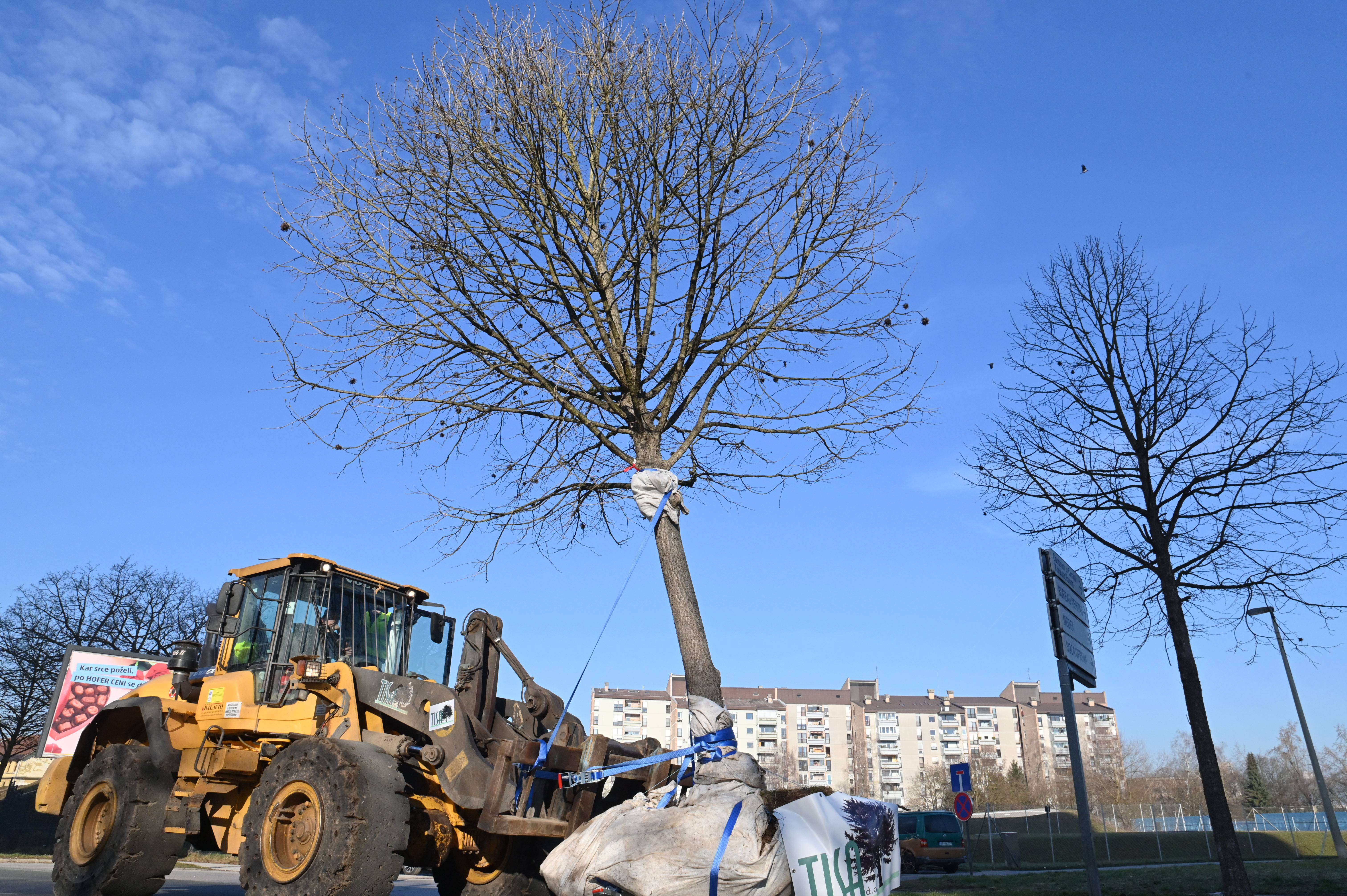 Selitev dreves v Ljubljani (Foto: Žiga Živulović jr. /BOBO