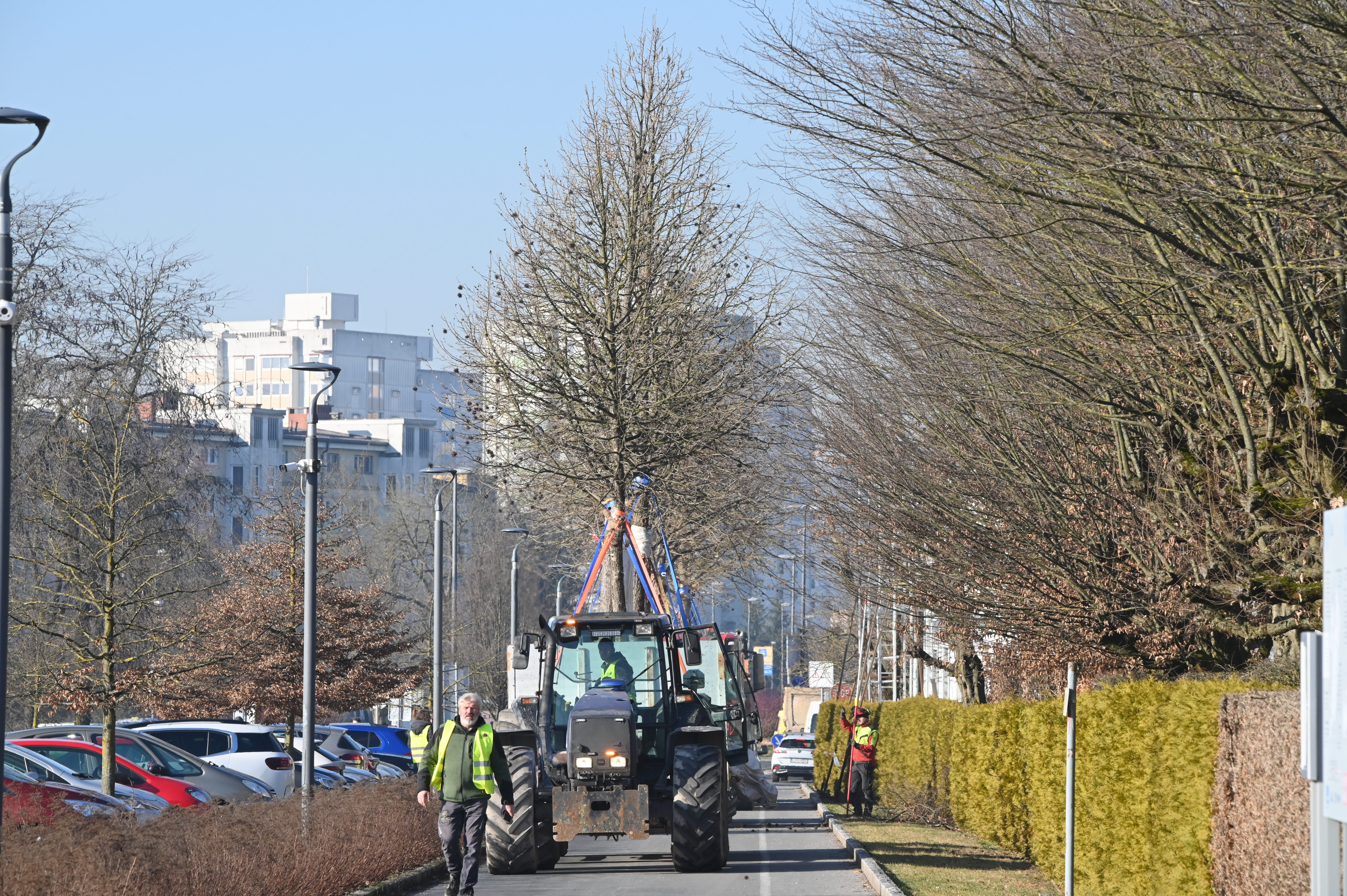 Selitev dreves v Ljubljani (Foto: Žiga Živulović jr. /BOBO