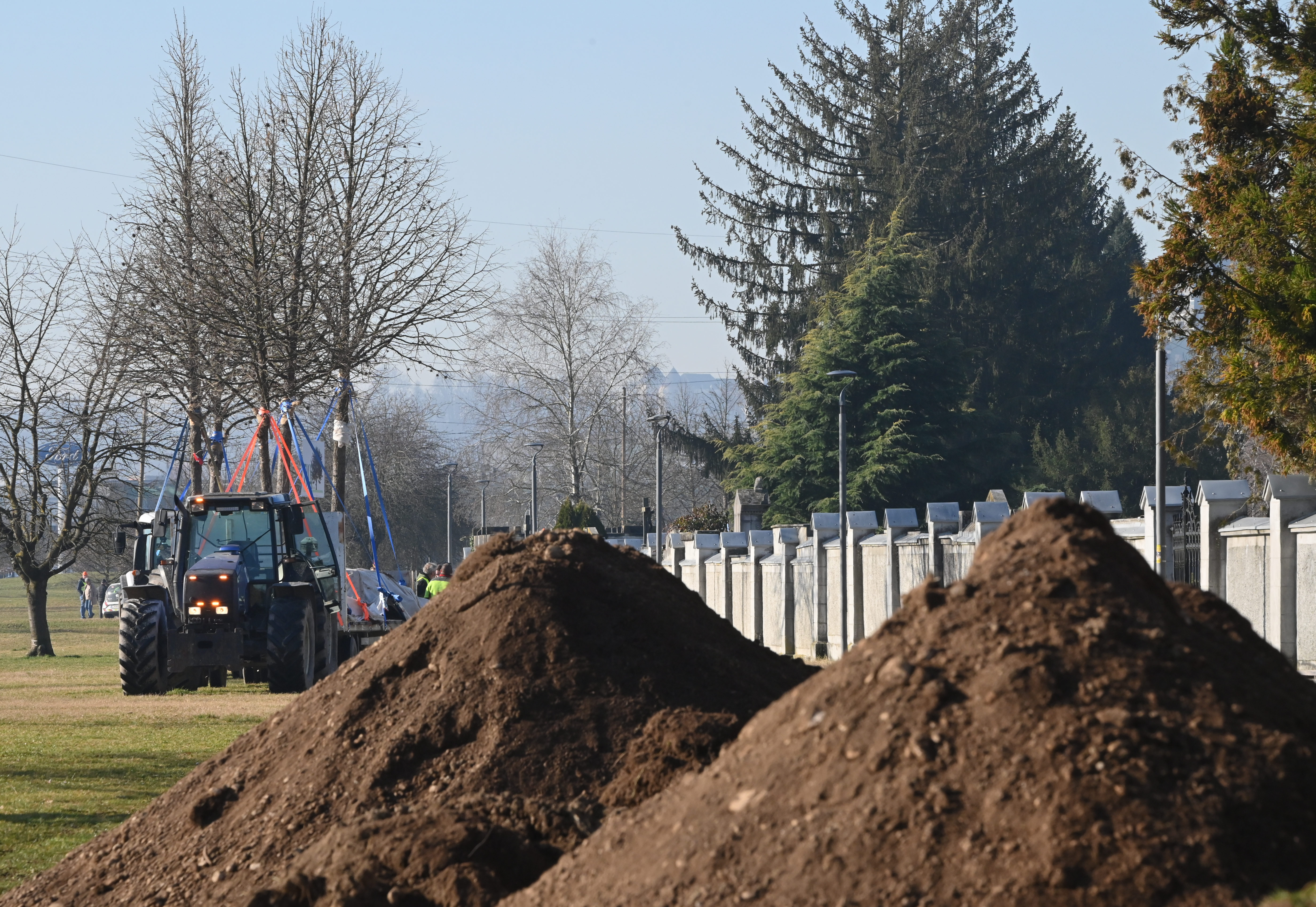 Selitev, drevesa, Ljubljana