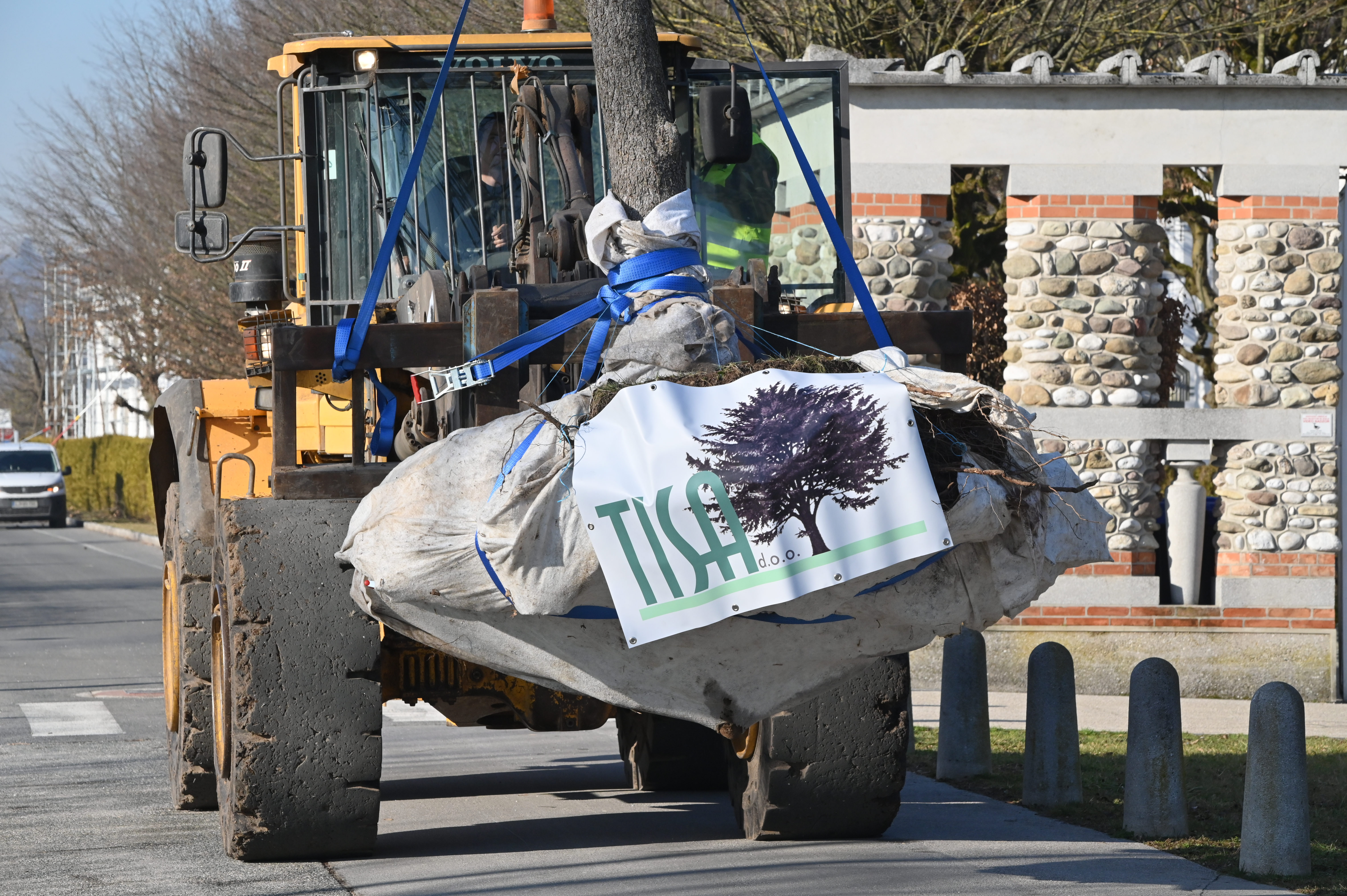 Presaditev dreves z Linhartove ceste do Šmartinskega parka
