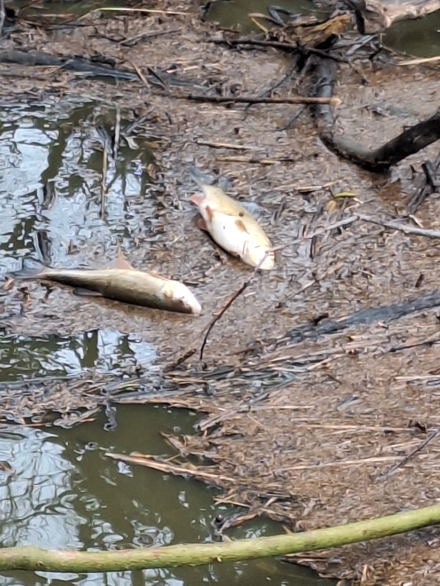 Nesreča na kmetijskem obratu na Studencu pri Postojni (Foto: Martin Miklavec, predsednik RD Postojna)
