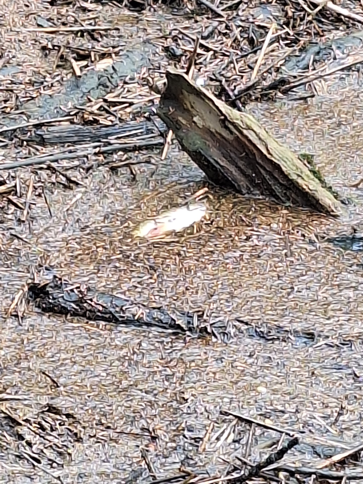 Nesreča na kmetijskem obratu na Studencu pri Postojni (Foto: Martin Miklavec, predsednik RD Postojna)