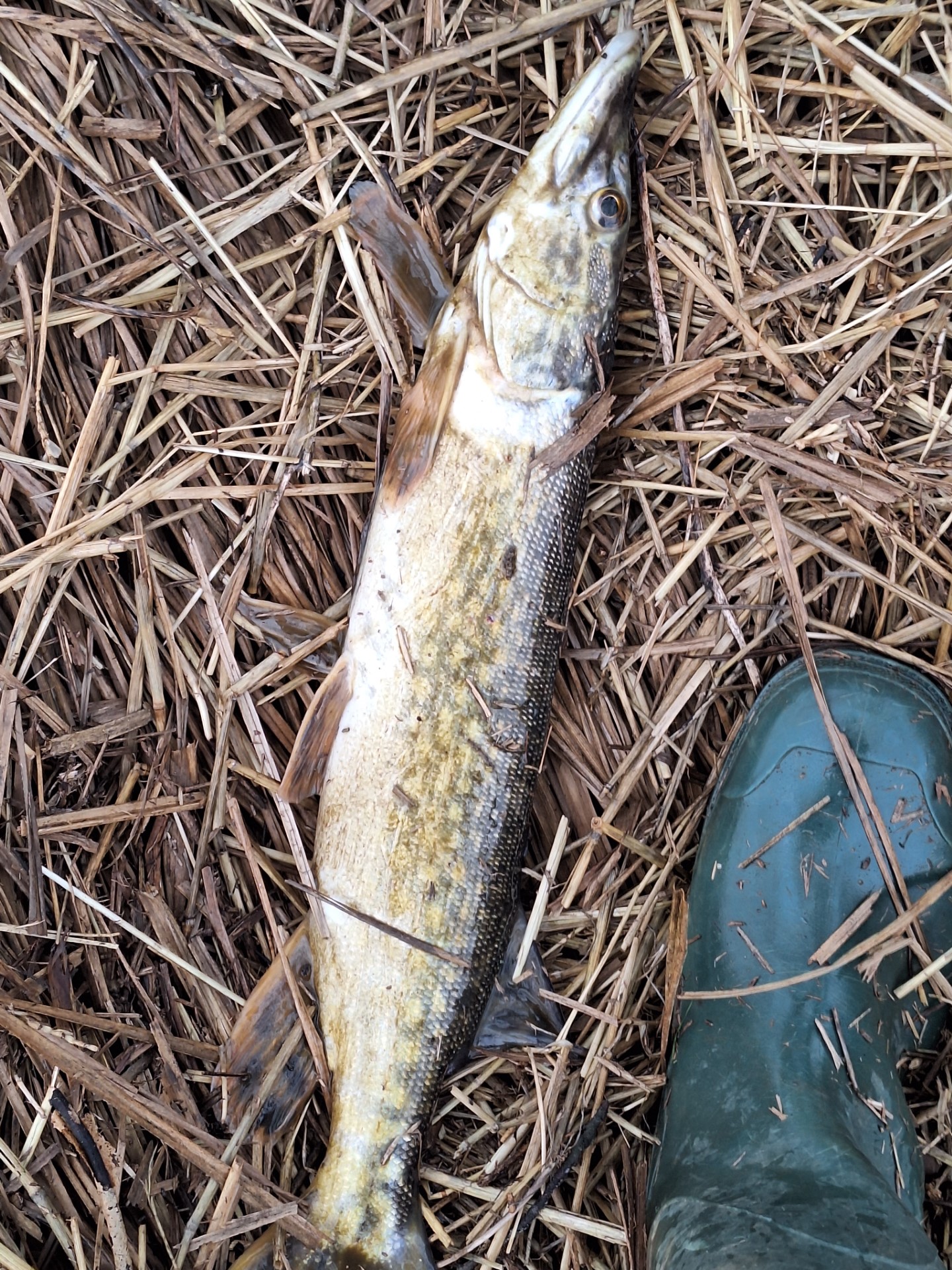 Nesreča na kmetijskem obratu na Studencu pri Postojni (Foto: Martin Miklavec, predsednik RD Postojna)