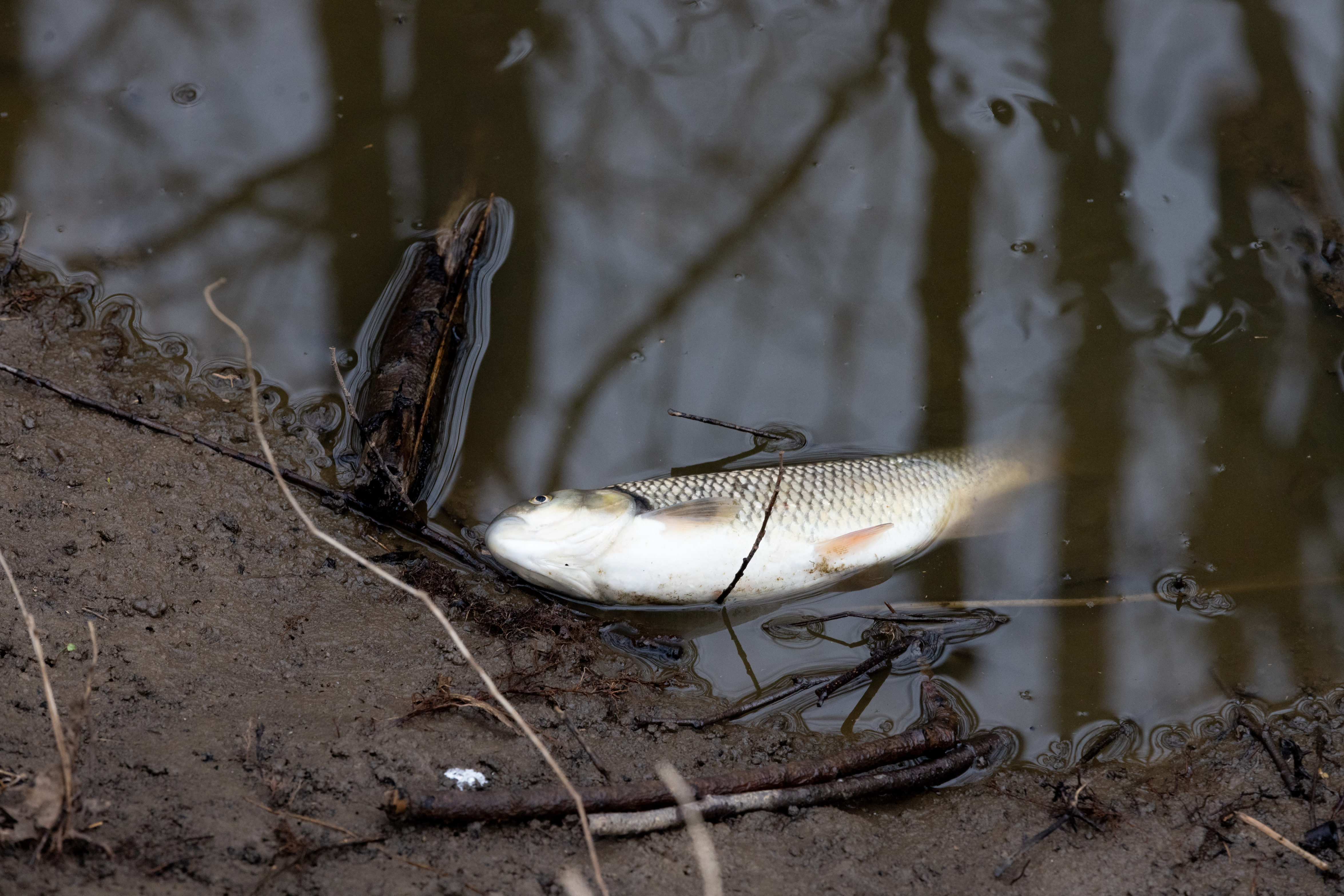 Nesreča na kmetijskem obratu na Studencu pri Postojni (Foto: Valter Leban/BOBO)