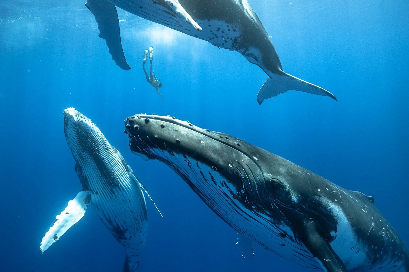 vosati kiti, kiti grbavci, morje