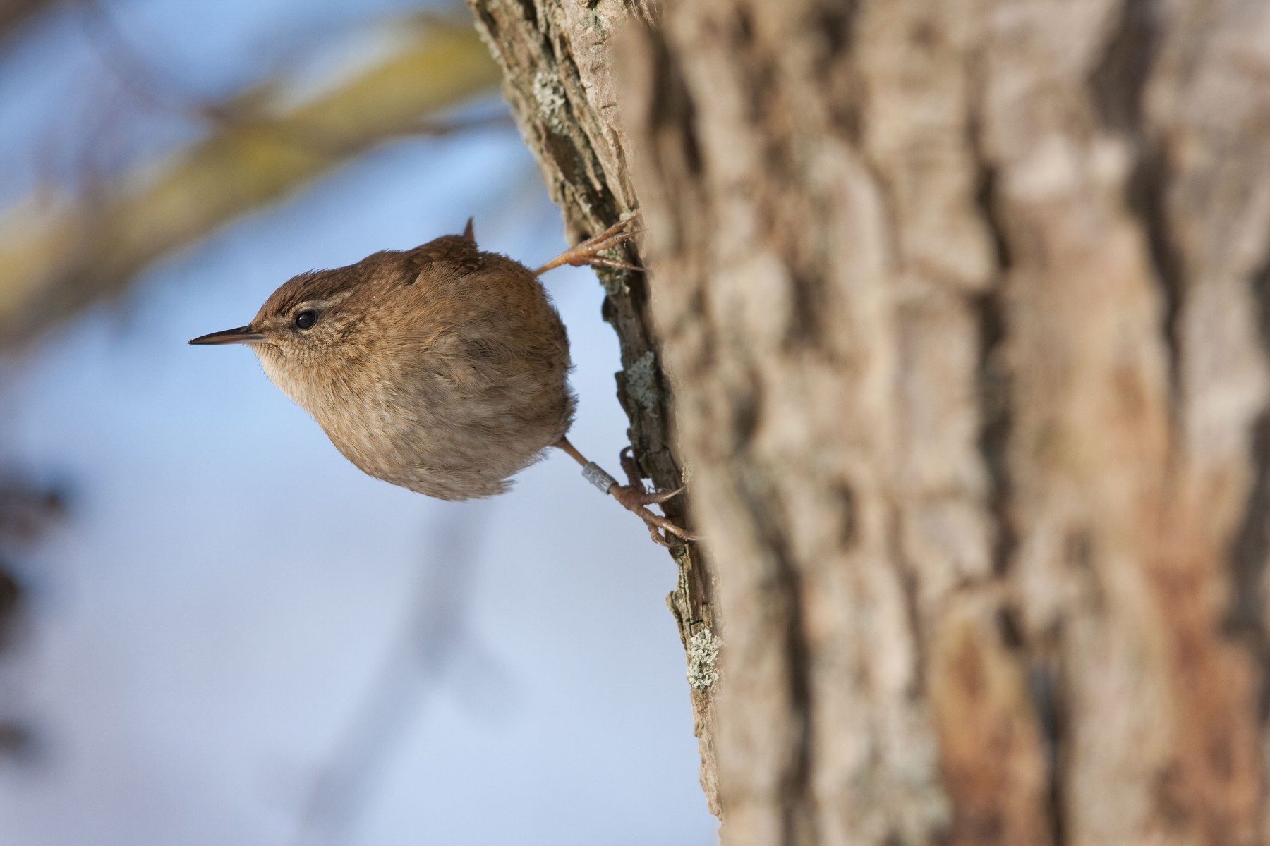 Wren - Single adult bird with ring on leg