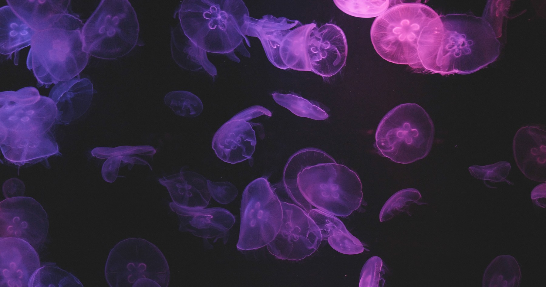 Purple light Jellyfish, meduza