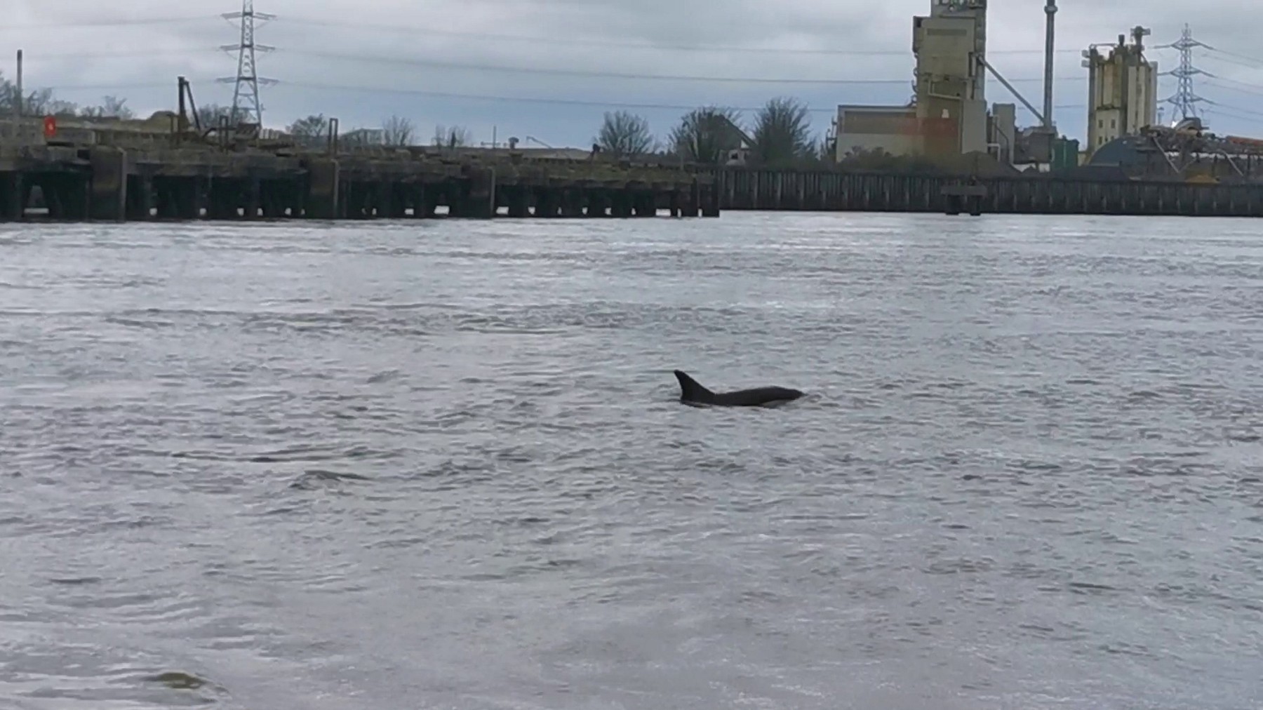 delfin, temza, Velika Britanija, London