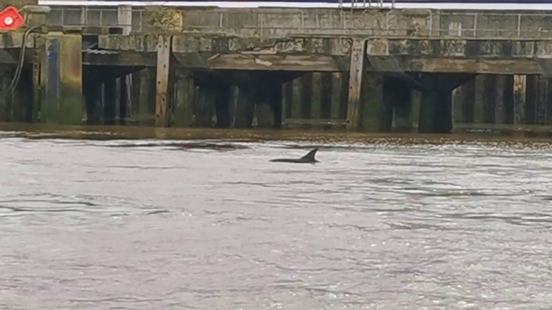 delfin, temza, Velika Britanija, London