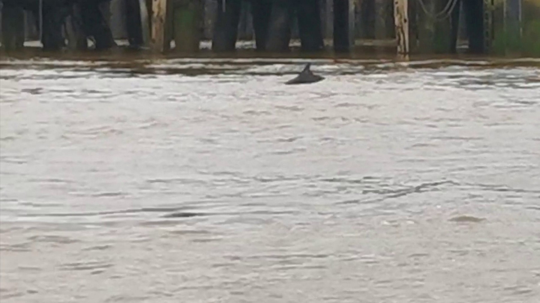 delfin, temza, Velika Britanija, London