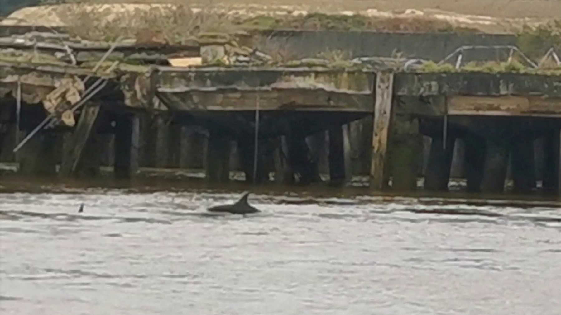 delfin, temza, Velika Britanija, London