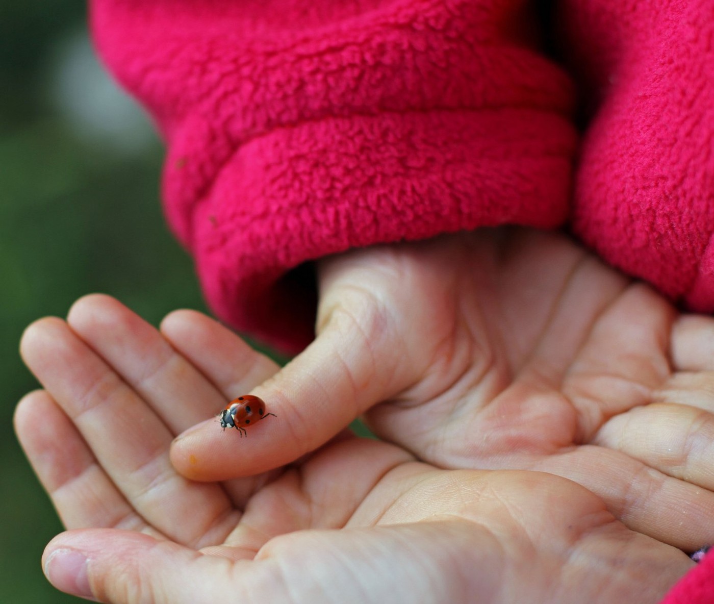 pikapolonica, sreča
