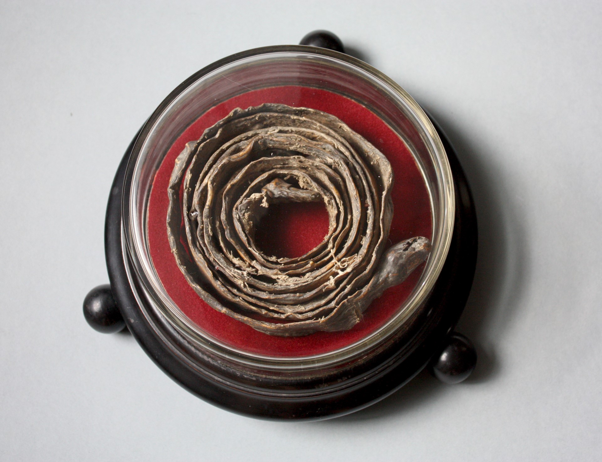 Jermen iz človeške kože, Pokrajinski muzej Celje, stalna razstava