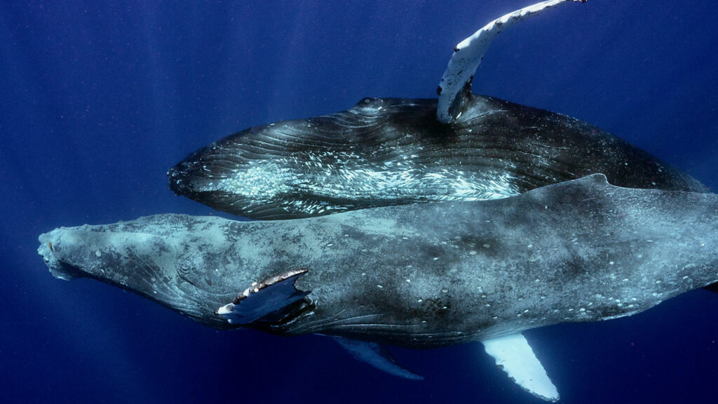 1709383767-Hawaii_WhaleSex_PacificWhaleFoundation_022724-1024x576.jpg