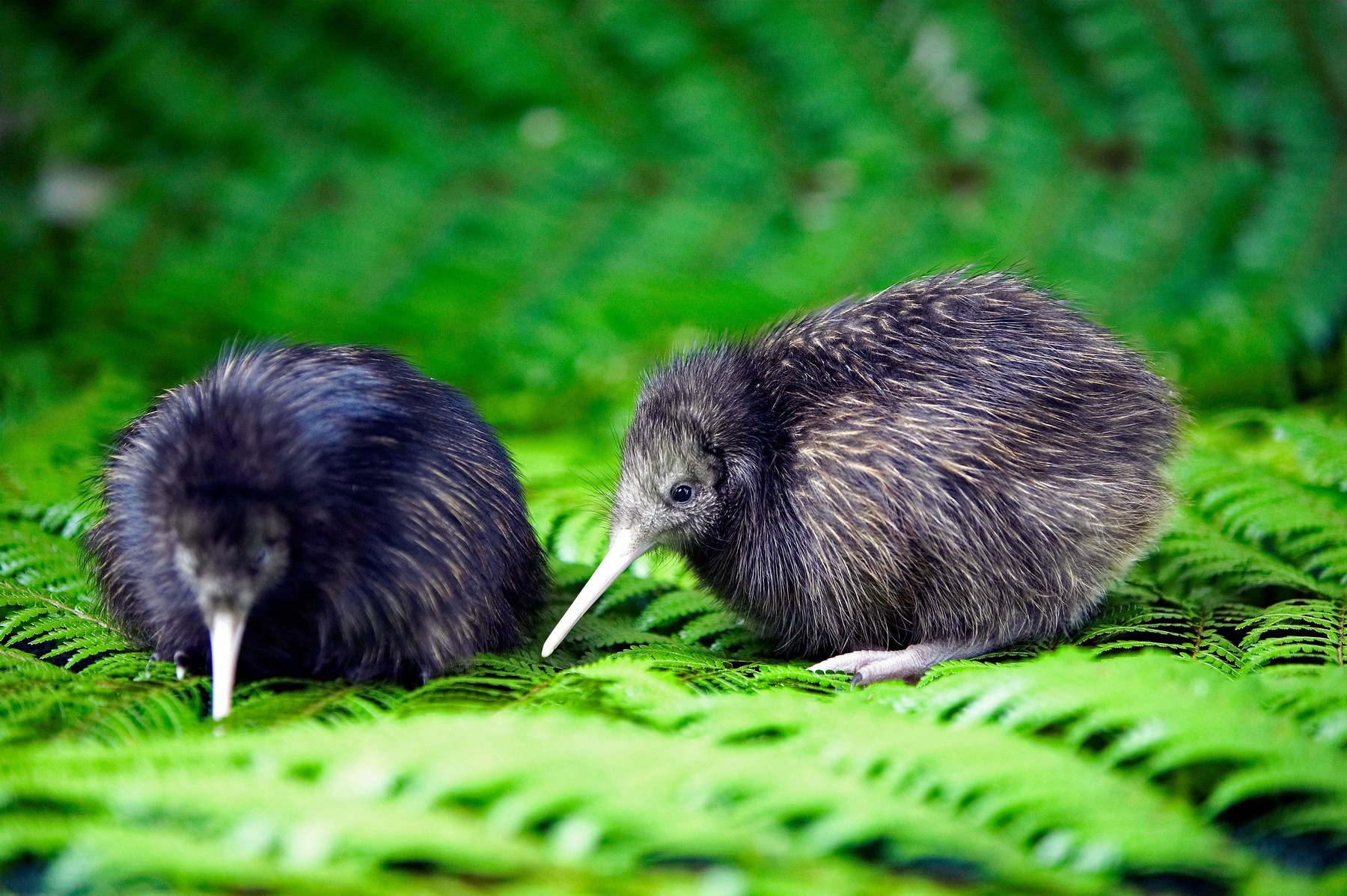 kiviji, nova zelandija