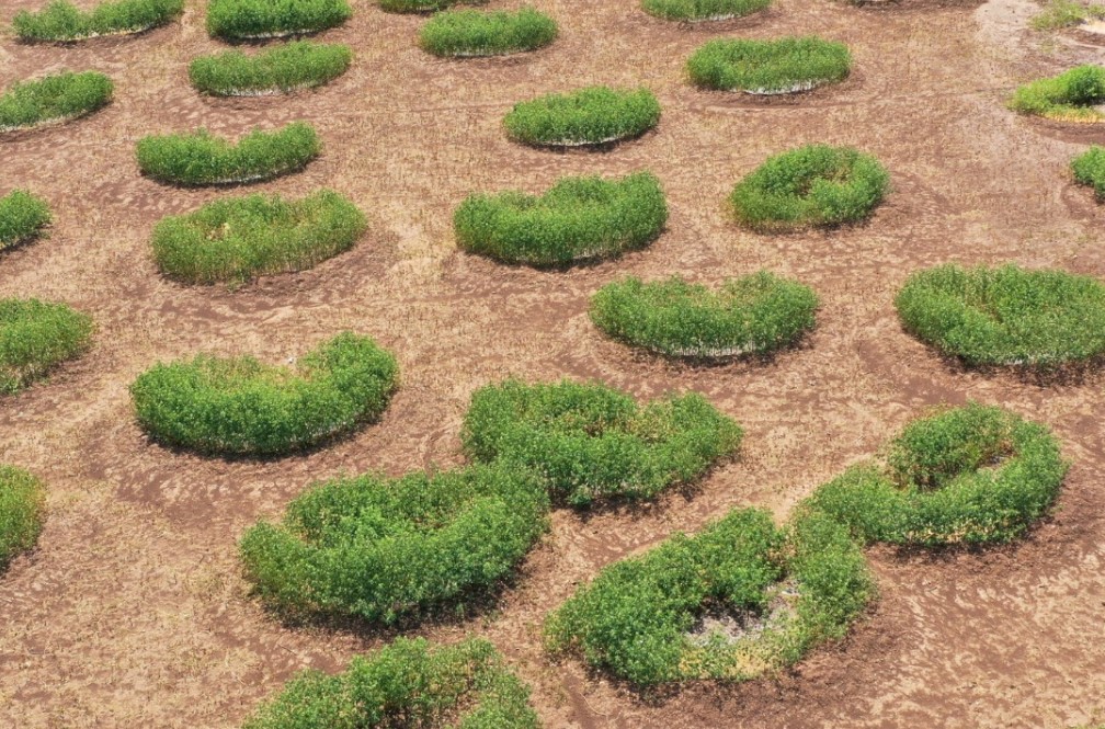 Arusha, Tanzanija, ozelenjevanje, puščava